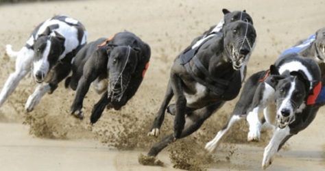 надбягвания с хрътки bet365
