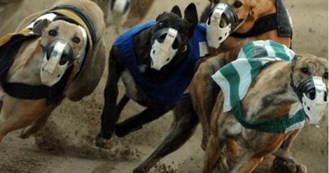 хрътки bet365