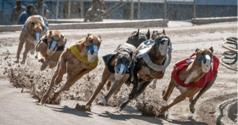 хрътки bet365